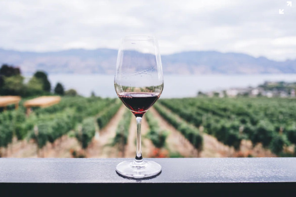 wine in a vineyard